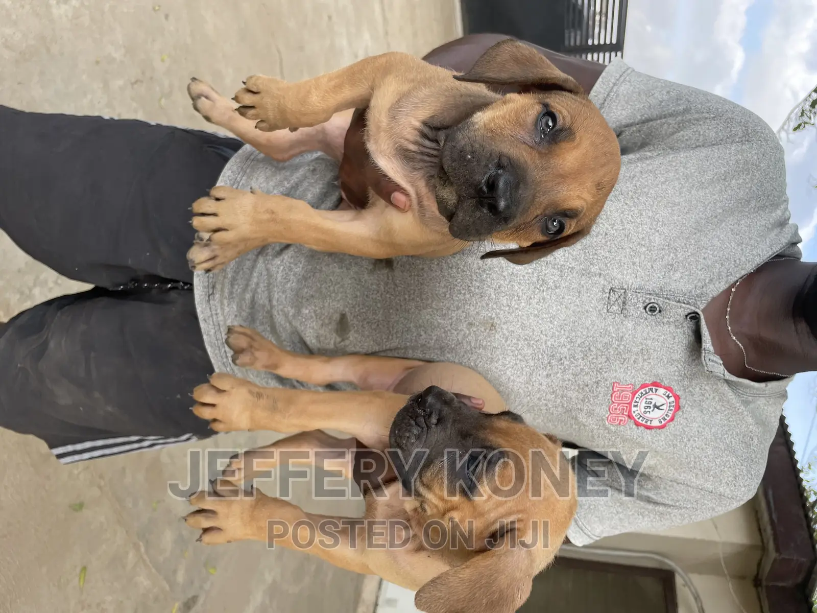 1-3 months Female Purebred Boerboel