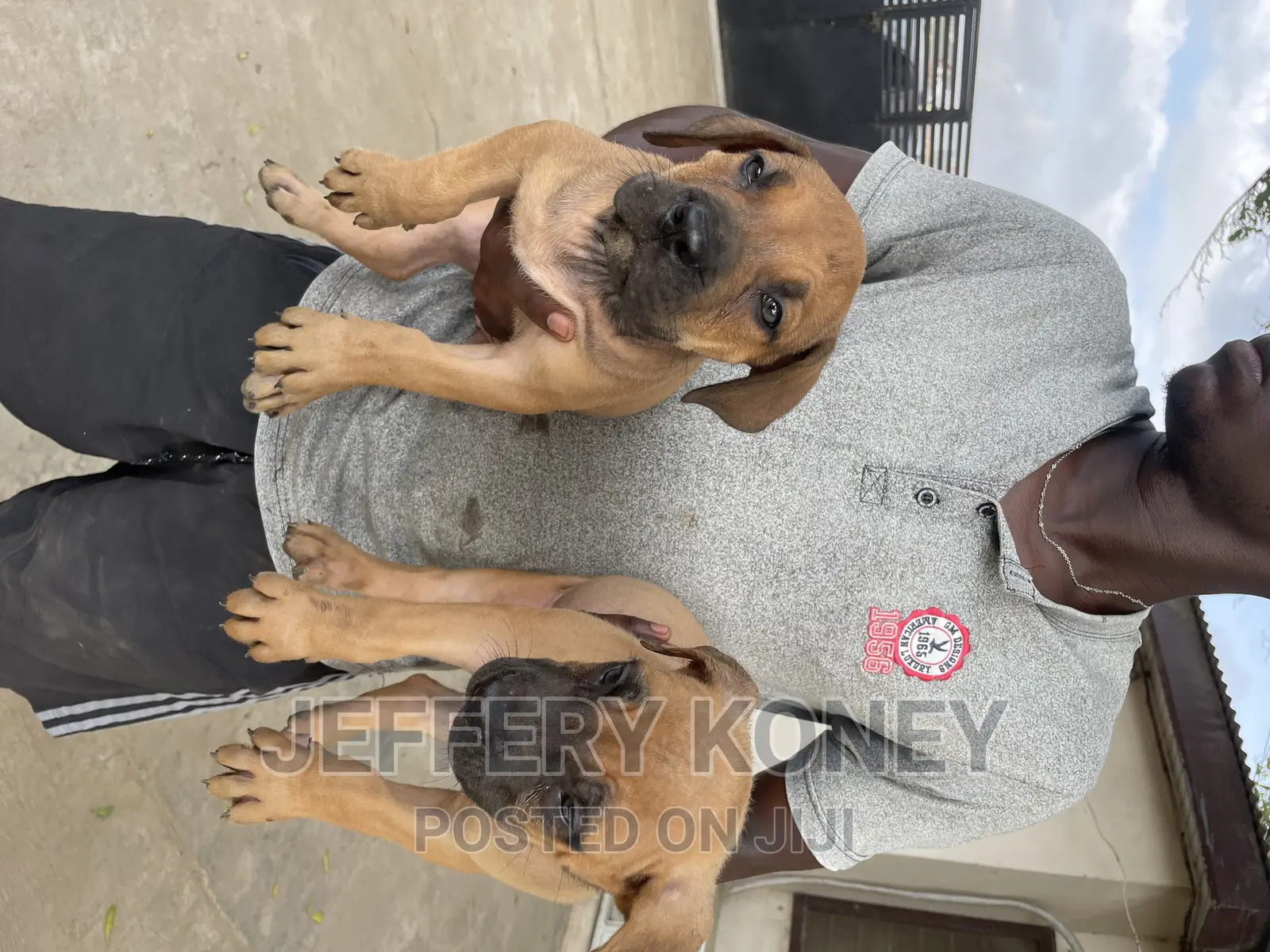 1-3 months Female Purebred Boerboel