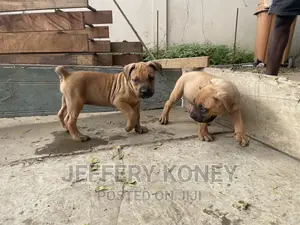 1-3 months Female Purebred Boerboel