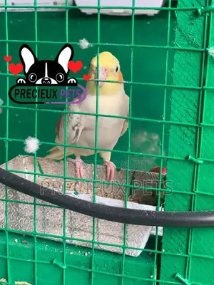 Cockatiel Parakeet