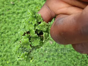 Azolla Plant Seeds