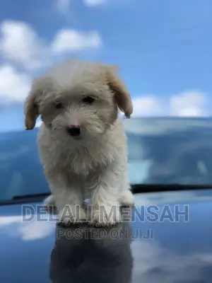 1-3 months Female Purebred Poodle