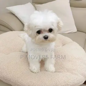 1-3 months Male Purebred Maltese