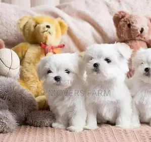 1-3 months Male Purebred Lhasa Apso