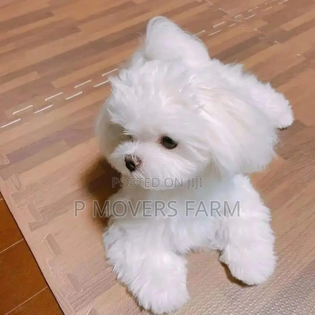 1-3 months Male Purebred Maltese