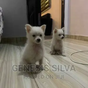 1-3 months Male Purebred American Eskimo
