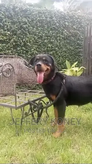 1+ year Female Purebred Rottweiler