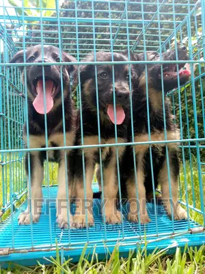 1-3 months Male Purebred German Shepherd