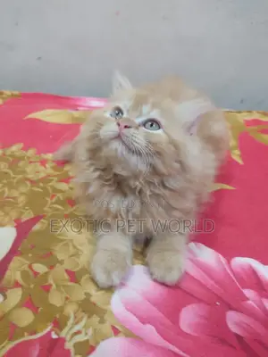 1-3 months Male Purebred Persian