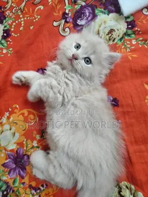 0-1 month Male Purebred Persian