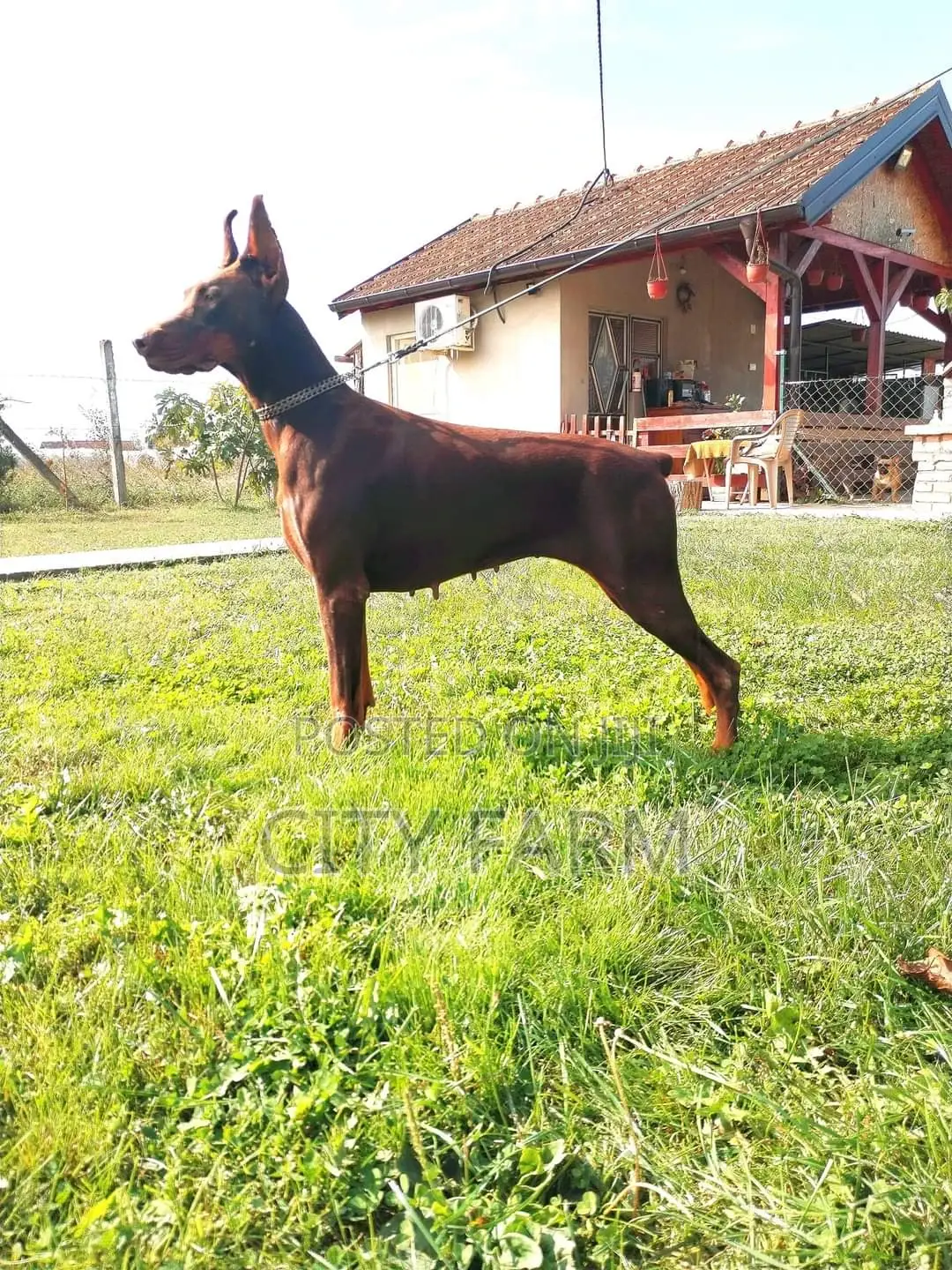 1-3 months Male Purebred Doberman Pinscher