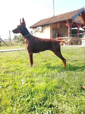 1-3 months Male Purebred Doberman Pinscher