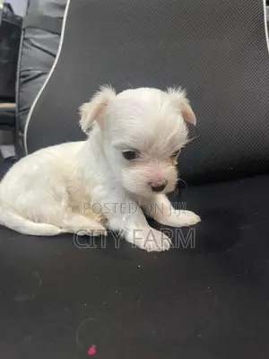 1-3 months Male Purebred Maltese