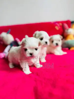 1-3 months Female Purebred Poodle