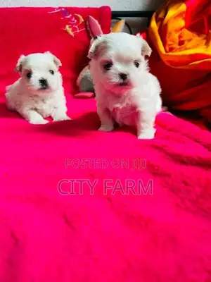 1-3 months Male Purebred Maltese