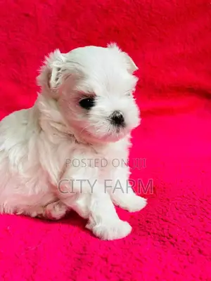 1-3 months Female Purebred Maltese