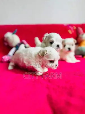 1-3 months Female Purebred Bichon Frise