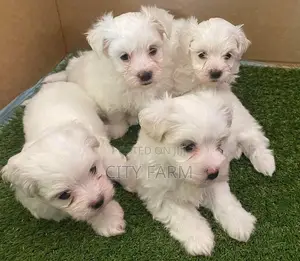 1-3 months Male Purebred Bichon Frise