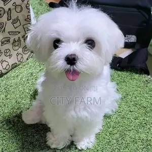 1-3 months Male Purebred Bichon Frise