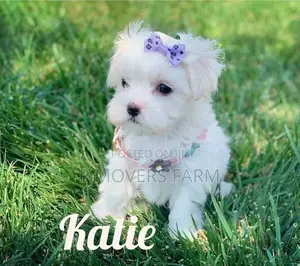 1-3 months Male Purebred Maltese
