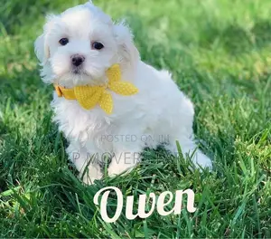 1-3 months Female Purebred Bichon Frise