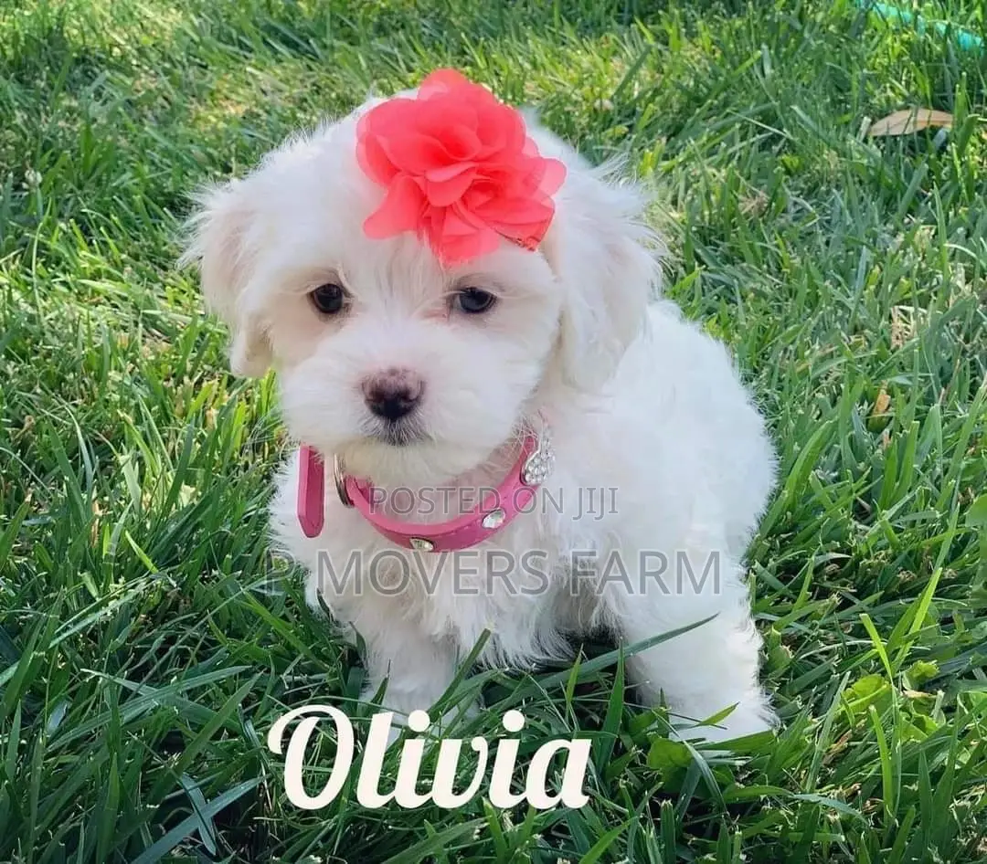 1-3 months Female Purebred Bichon Frise