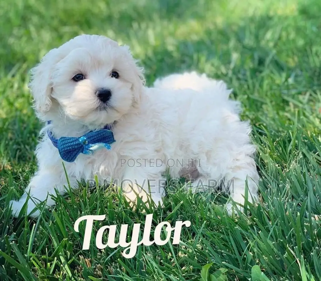 1-3 months Male Purebred Maltese