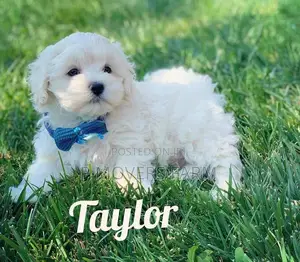 1-3 months Male Purebred Maltese