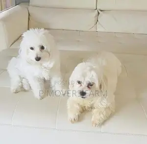 1-3 months Female Purebred Bichon Frise