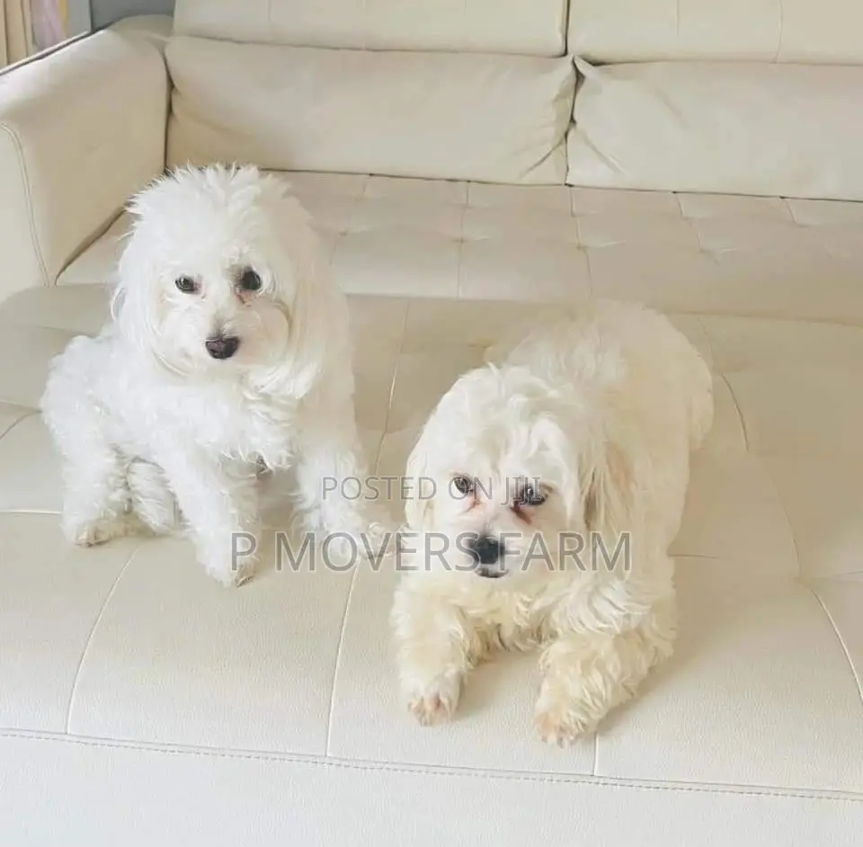 1-3 months Female Purebred Bichon Frise