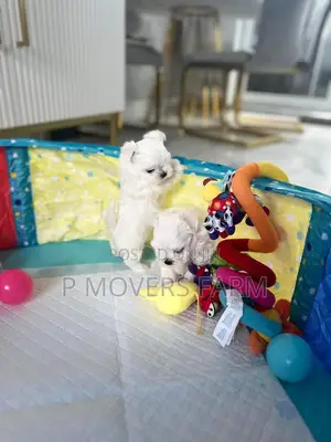1-3 months Female Purebred Maltese
