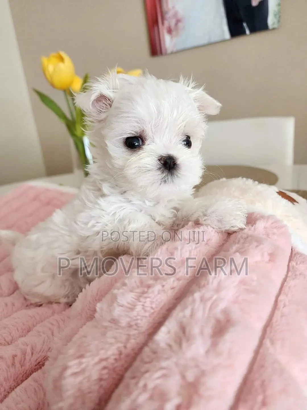 1-3 months Male Purebred Poodle