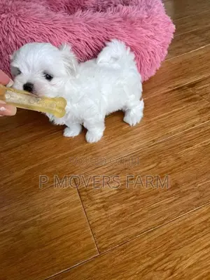 1-3 months Male Purebred Poodle