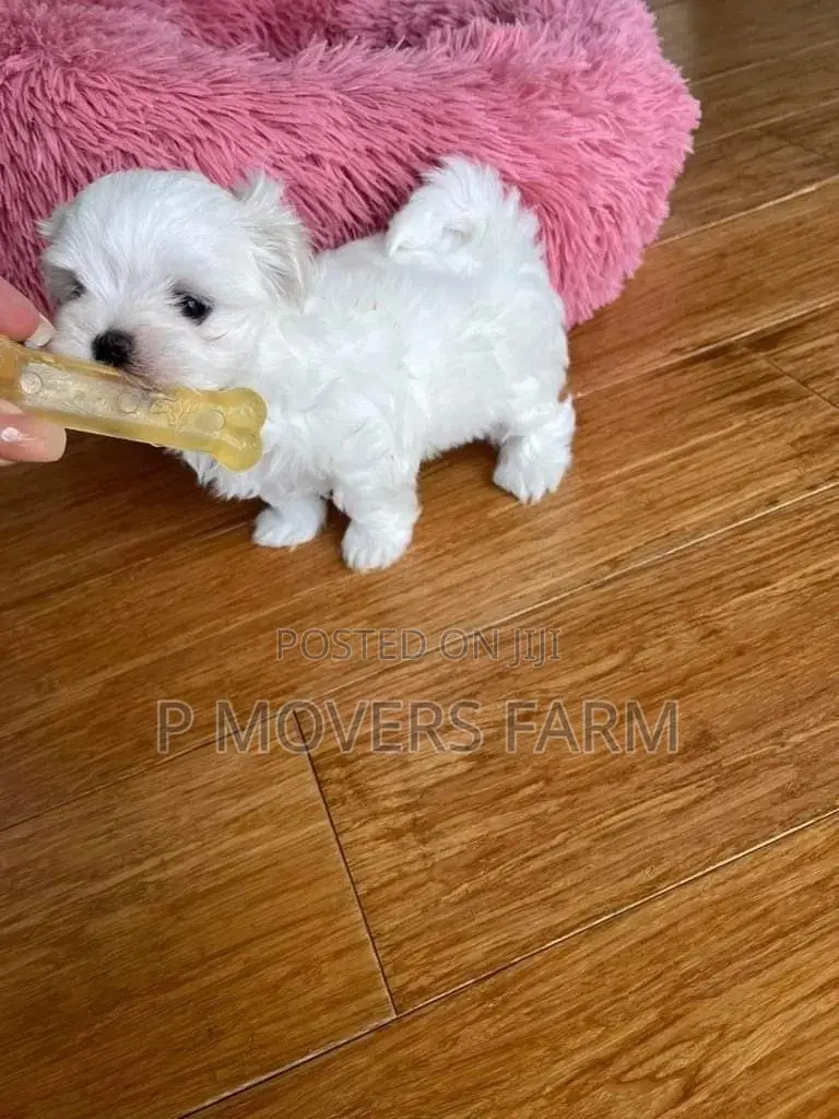 1-3 months Male Purebred Poodle