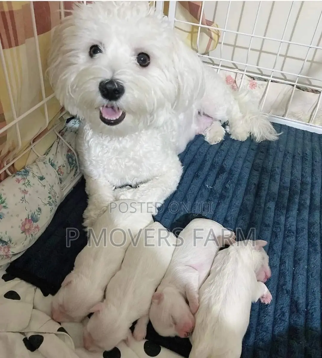 1-3 months Female Purebred Poodle