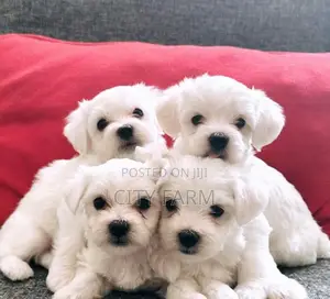 1-3 months Male Purebred Bichon Frise