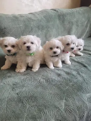 1-3 months Male Purebred Maltese