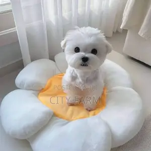 1-3 months Male Purebred Maltese