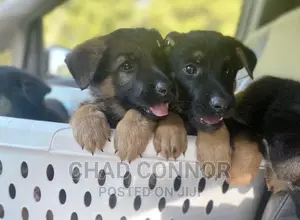 1-3 months Male Purebred German Shepherd