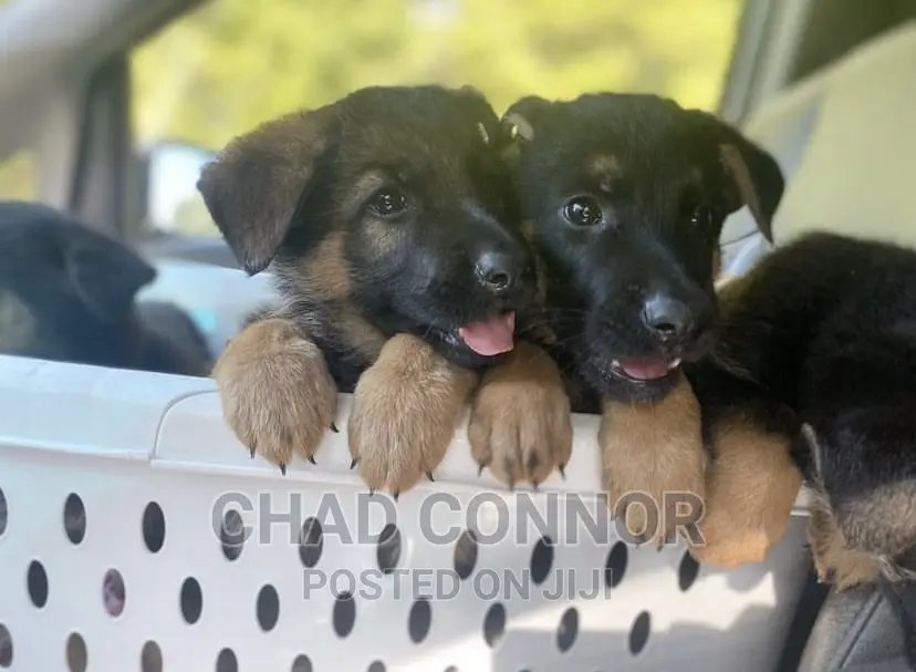 1-3 months Male Purebred German Shepherd