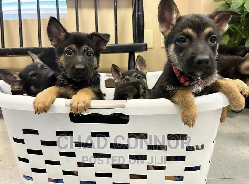 1-3 months Male Purebred German Shepherd