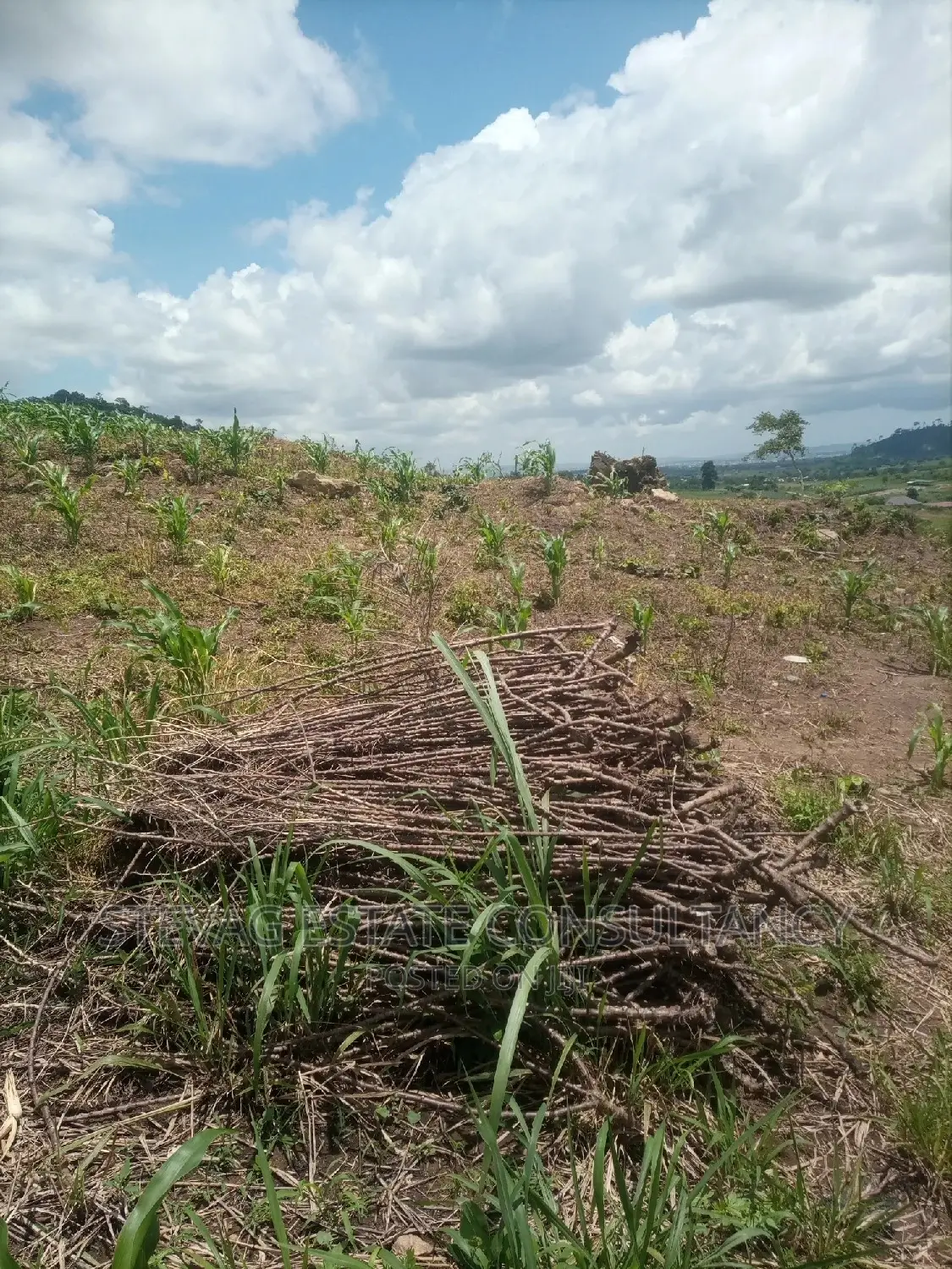 Alpha Properties Estate Land for Sale at Bawjiase Tta