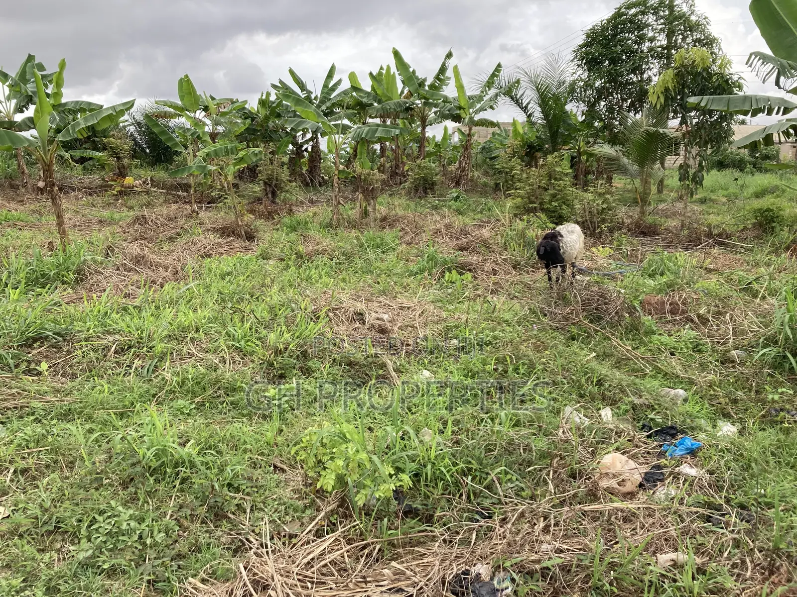 One Full Plot for Sale at Kaase Oti.