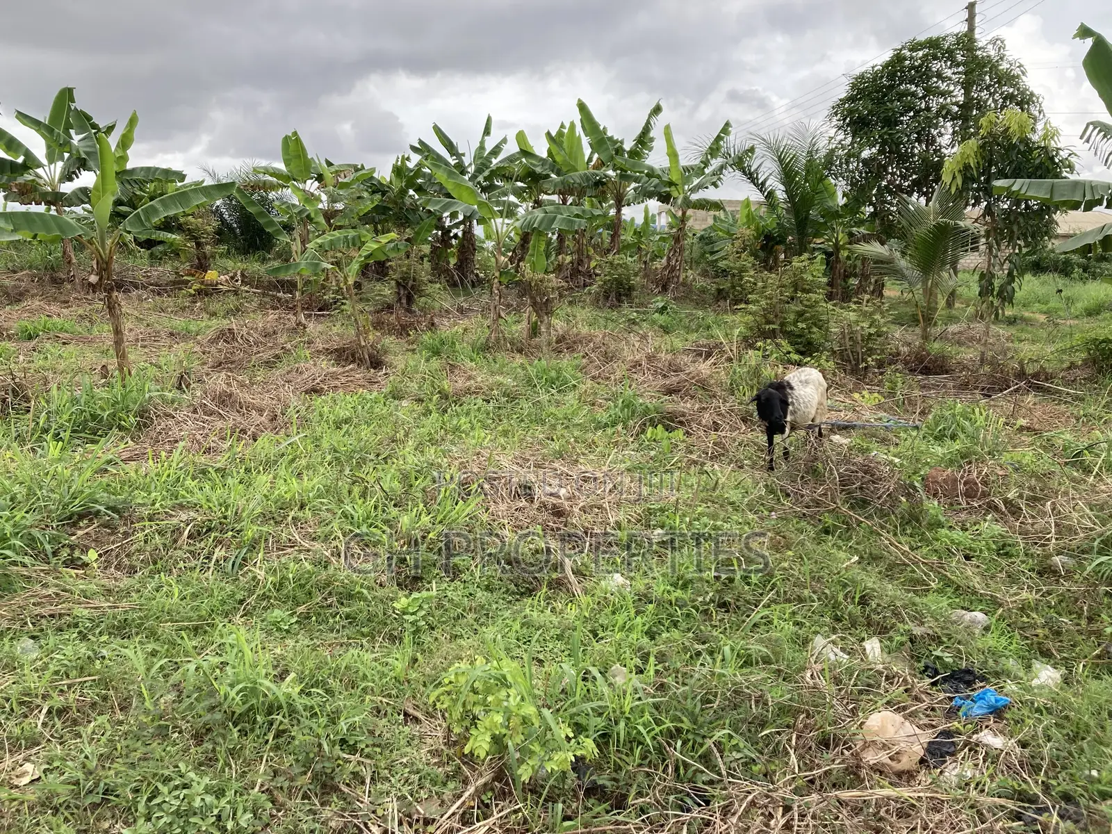 One Full Plot for Sale at Kaase Oti.