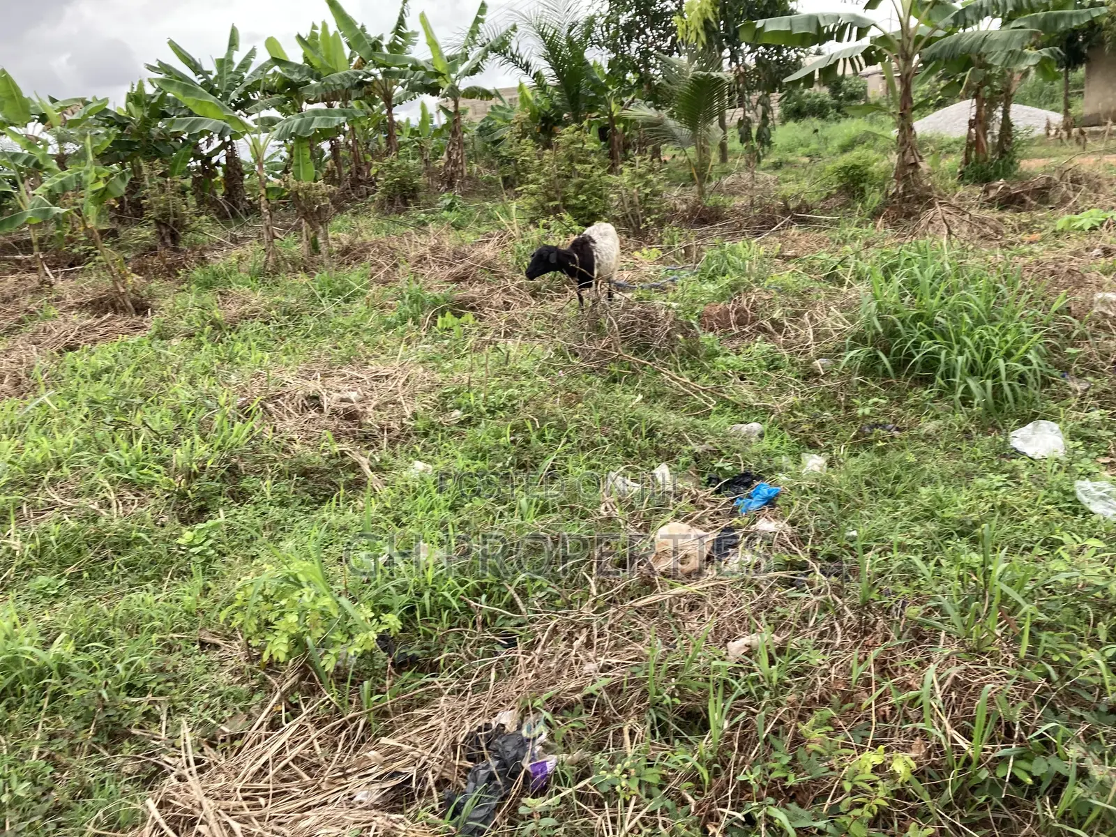 One Full Plot for Sale at Kaase Oti.