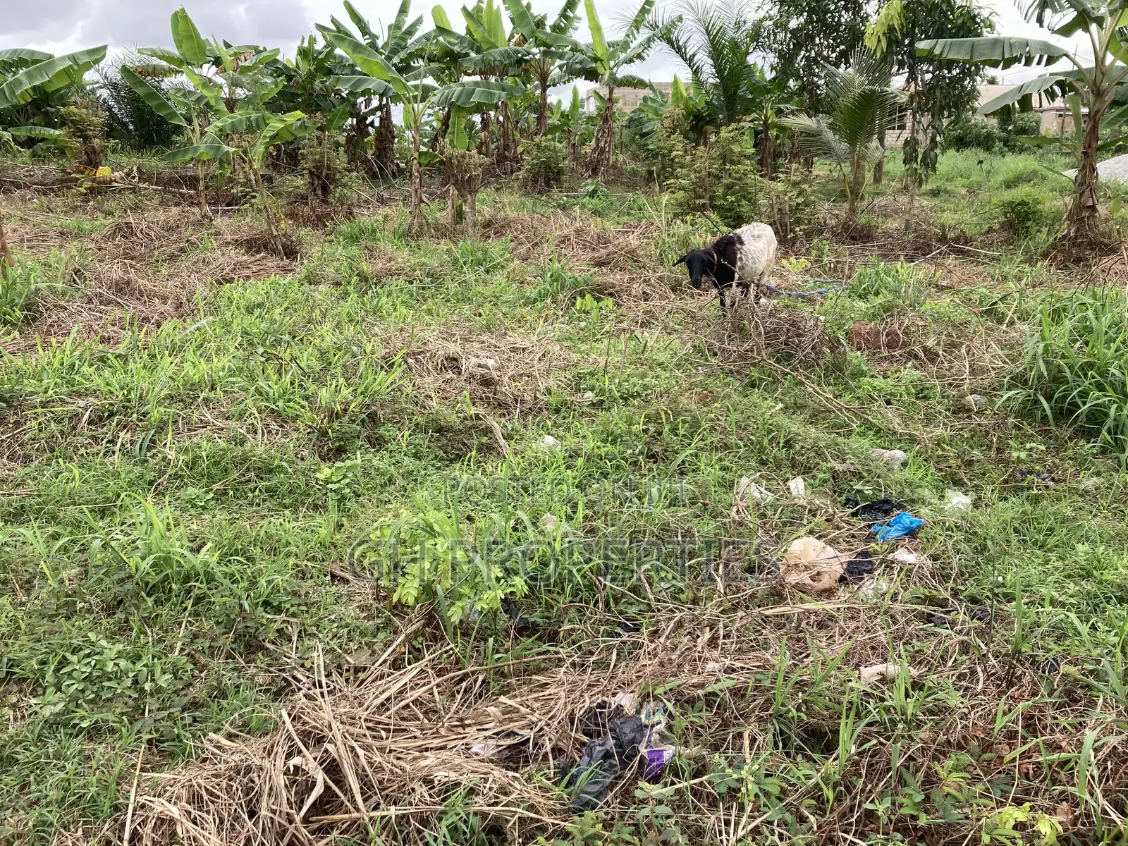 One Full Plot for Sale at Kaase Oti.