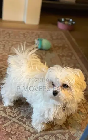 1-3 months Male Purebred Poodle