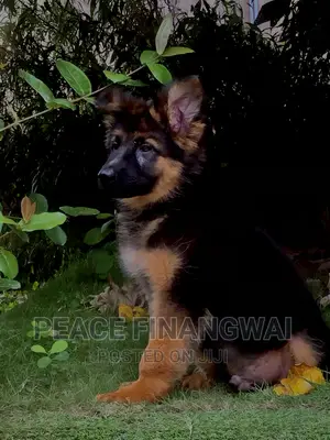 1-3 months Male Purebred German Shepherd