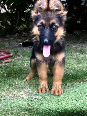 1-3 months Male Purebred German Shepherd