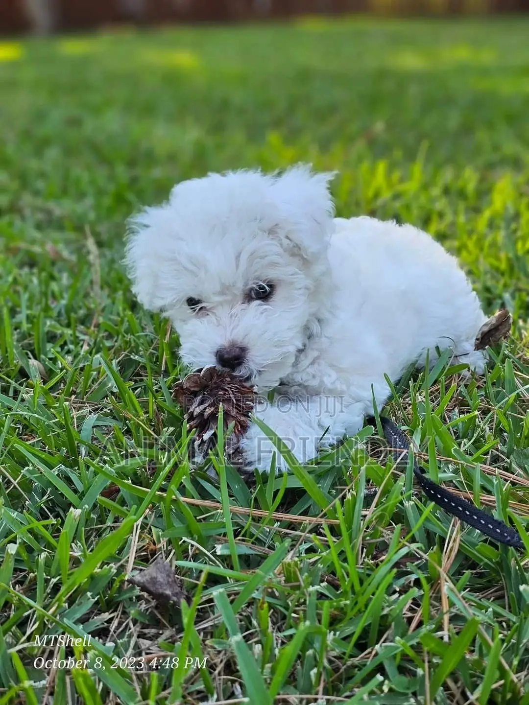 0-1 month Male Purebred Poodle